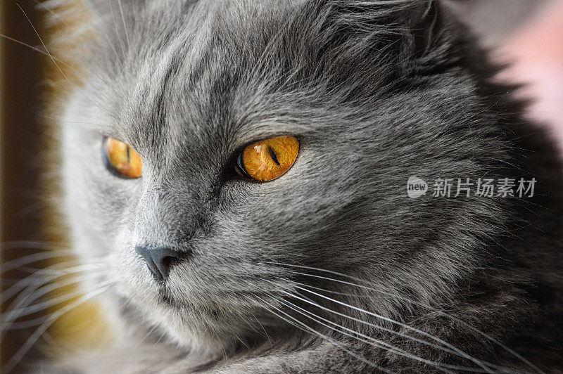 Chartreux Cat的负责人